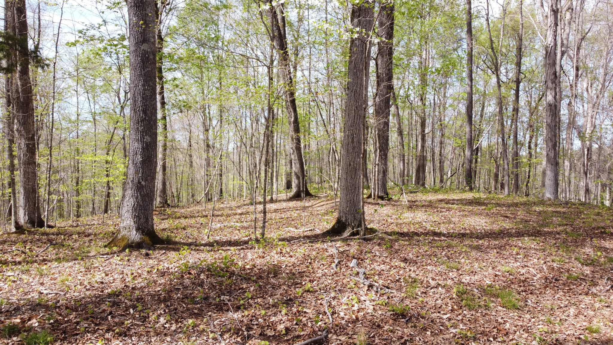 0 Johnson Chapel Road Sparta, TN 38583 - Photo 2 of 10 a backyard of a house with lots of green space