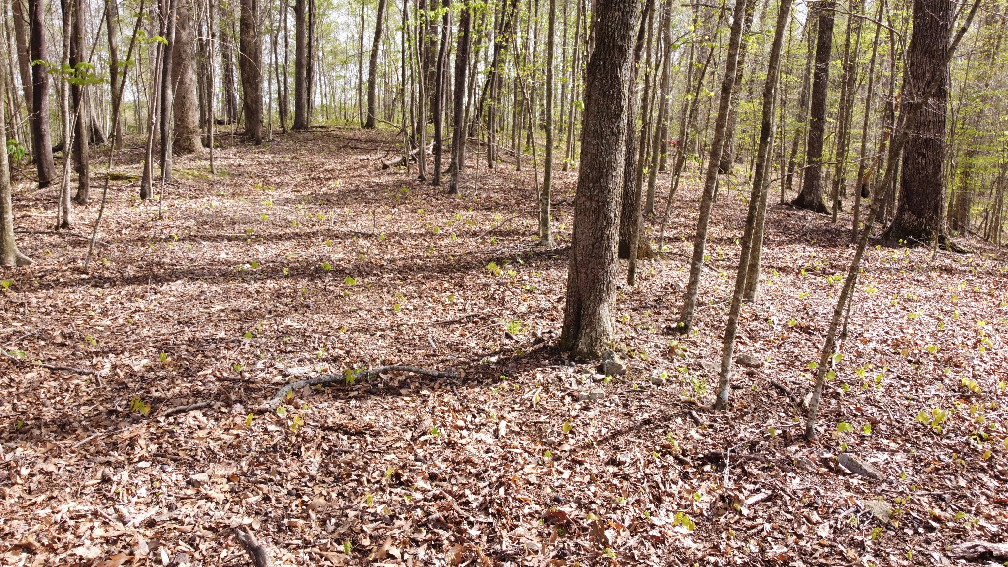 0 Johnson Chapel Road Sparta, TN 38583 - Photo 4 of 10 a view of a yard with trees