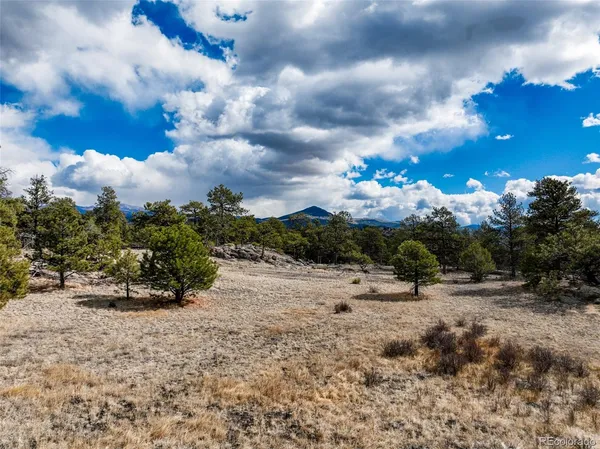 a view of a dry yard with trees