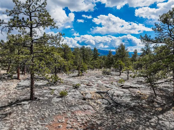 a view of a bunch of trees