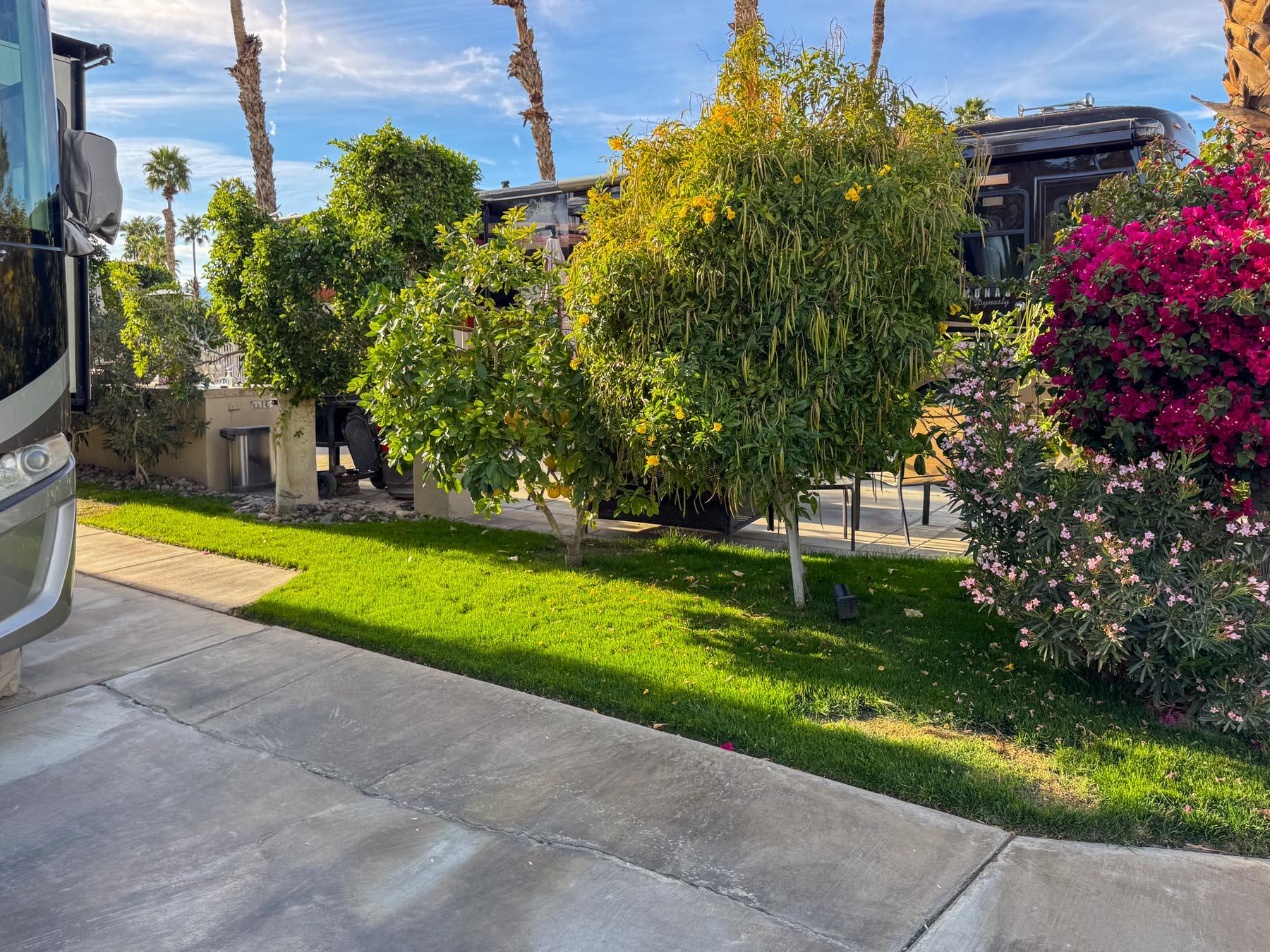 a view of a backyard with plants and a patio