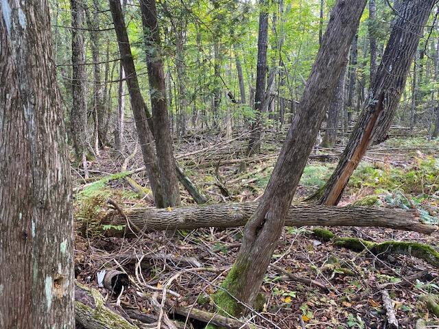 Tbd Dexter Road St. Albans, ME 04971 - Photo 5 of 8 1