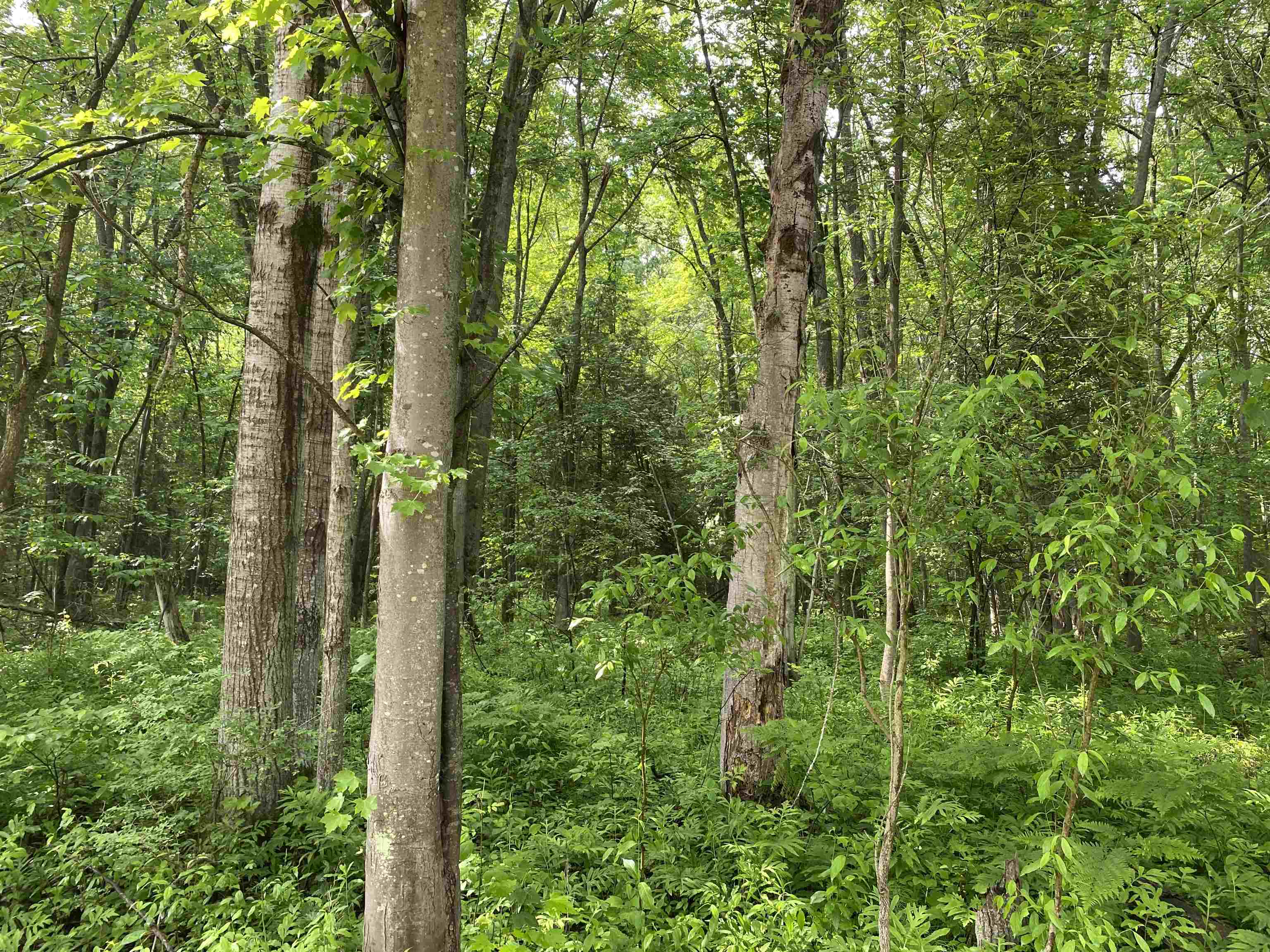 15991 Bentley Road Thompsonville, MI 49683 - Photo 3 of 19