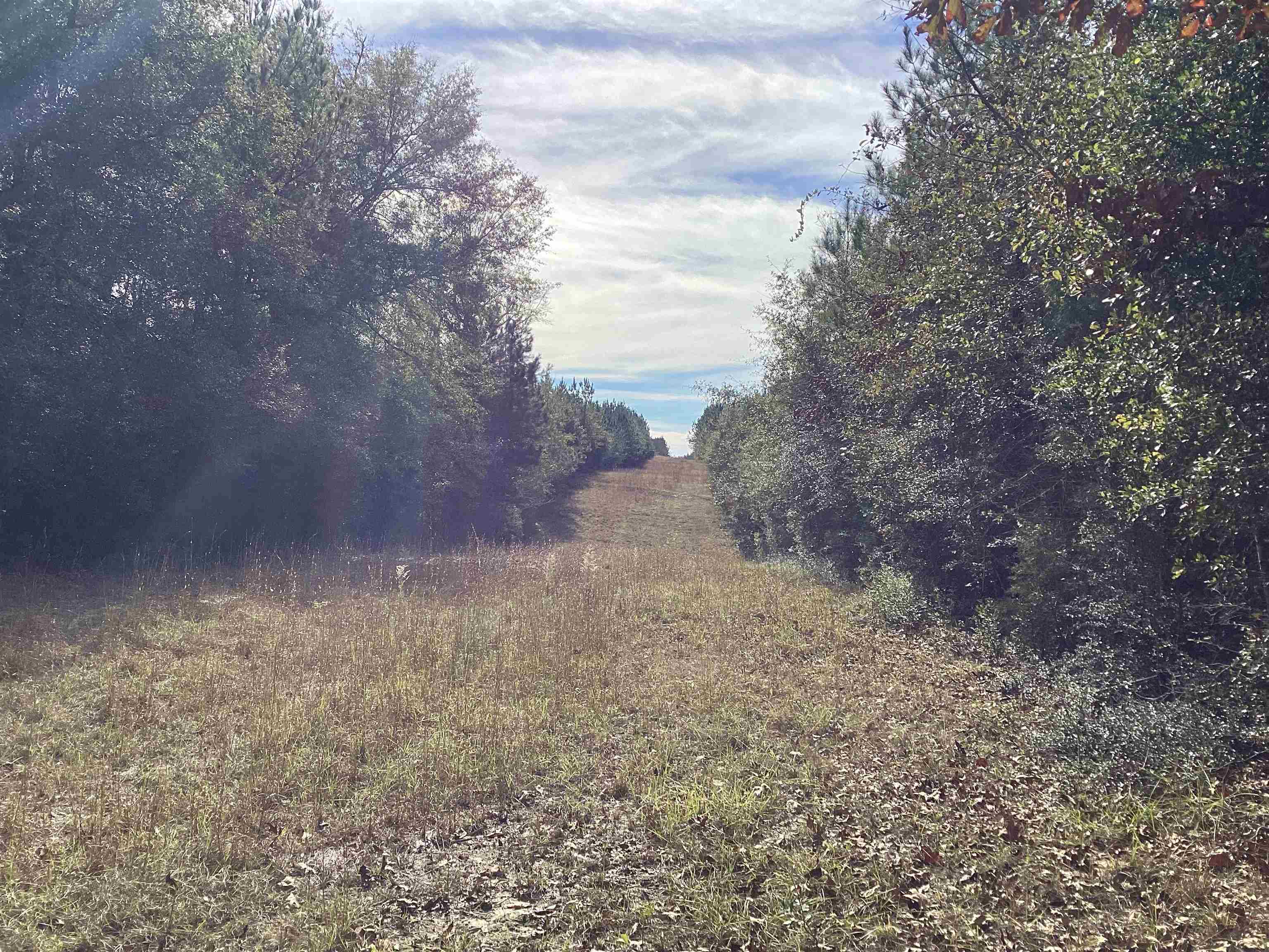 45 Judge Smith Road Andalusia, AL 36421 - Photo 6 of 12 Gallery Image 6