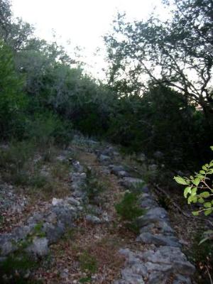 17550 County Road 175 Helotes, TX 78023 - Photo 12 of 16 a view of a forest with trees in the background