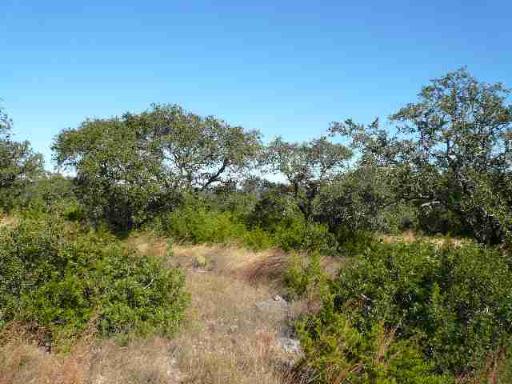 17550 County Road 175 Helotes, TX 78023 - Photo 3 of 16 a view of a forest with a tree