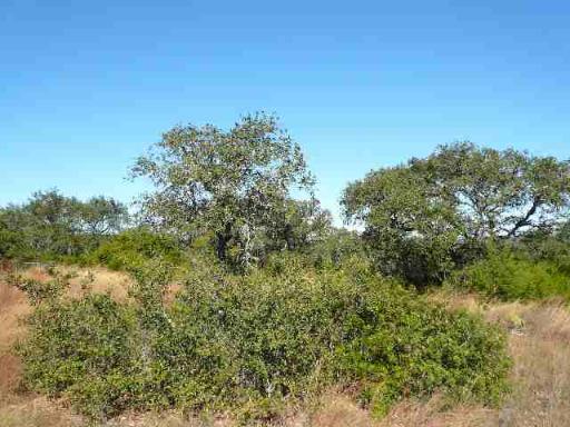 17550 County Road 175 Helotes, TX 78023 - Photo 5 of 16 a view of a green field