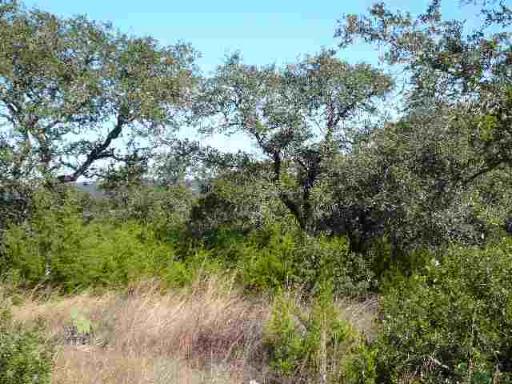 17550 County Road 175 Helotes, TX 78023 - Photo 6 of 16 a view of a forest with a tree