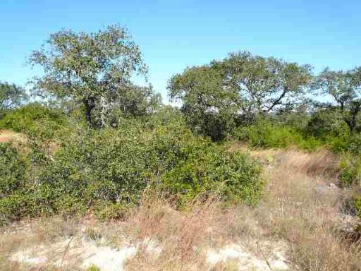17550 County Road 175 Helotes, TX 78023 - Photo 7 of 16 a view of a forest with plants and trees