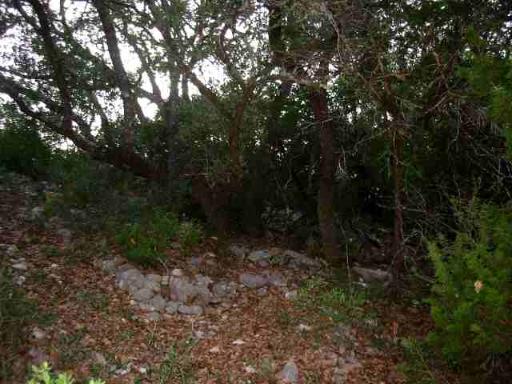 17550 County Road 175 Helotes, TX 78023 - Photo 8 of 16 a view of a forest with trees in the background