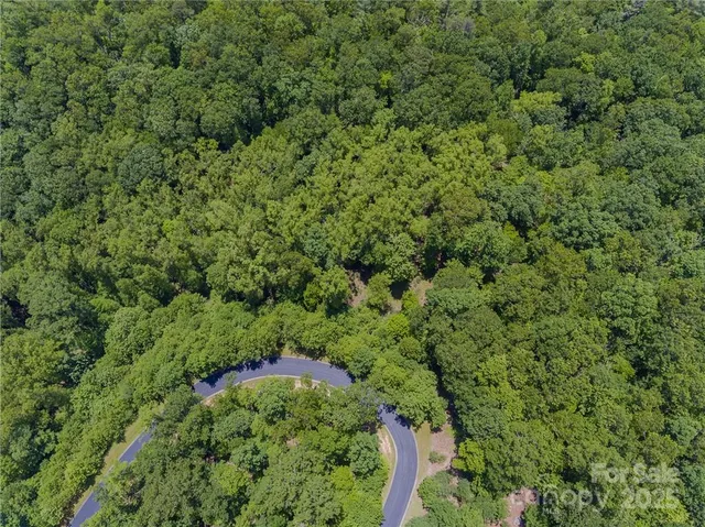 a view of a lush green forest