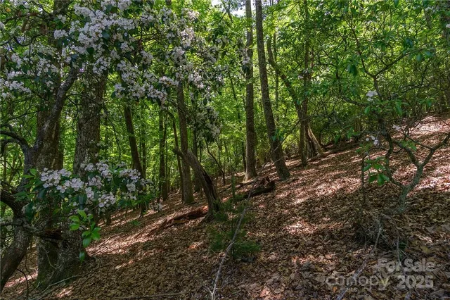 a view of a forest with trees in the background