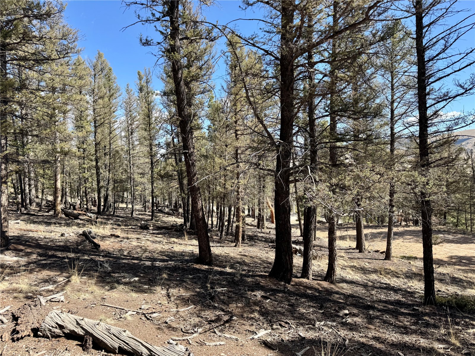 2403 Redhill Road Fairplay, CO 80440 - Photo 12 of 18 a view of a forest with trees