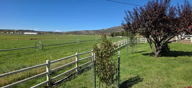 a view of a field with a tree