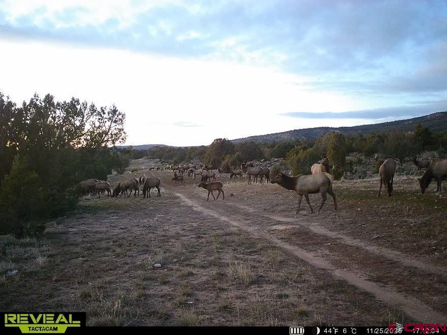3115 Cr 973 Ignacio, CO 81137 - Photo 41 of 45 a view of an outdoor space with mountain view