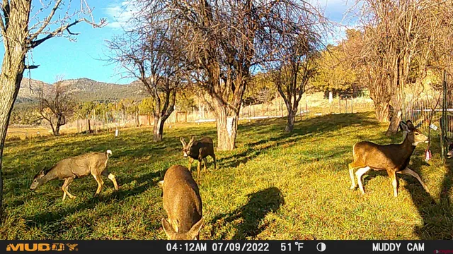 a view of outdoor space with lots of trees