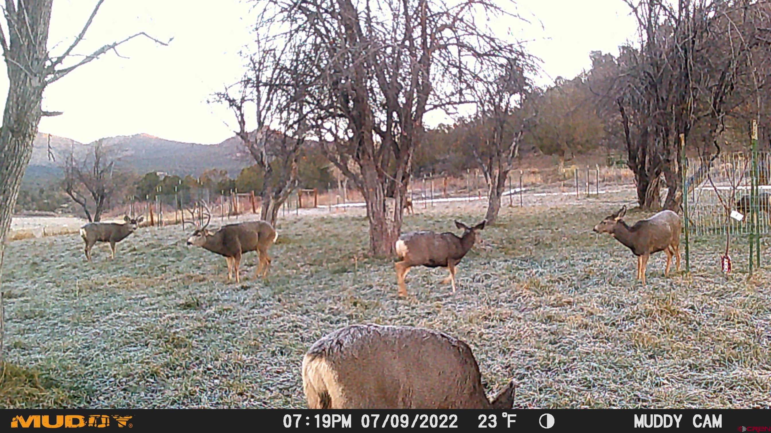 3115 Cr 973 Ignacio, CO 81137 - Photo 43 of 45 a view of outdoor space with lots of trees