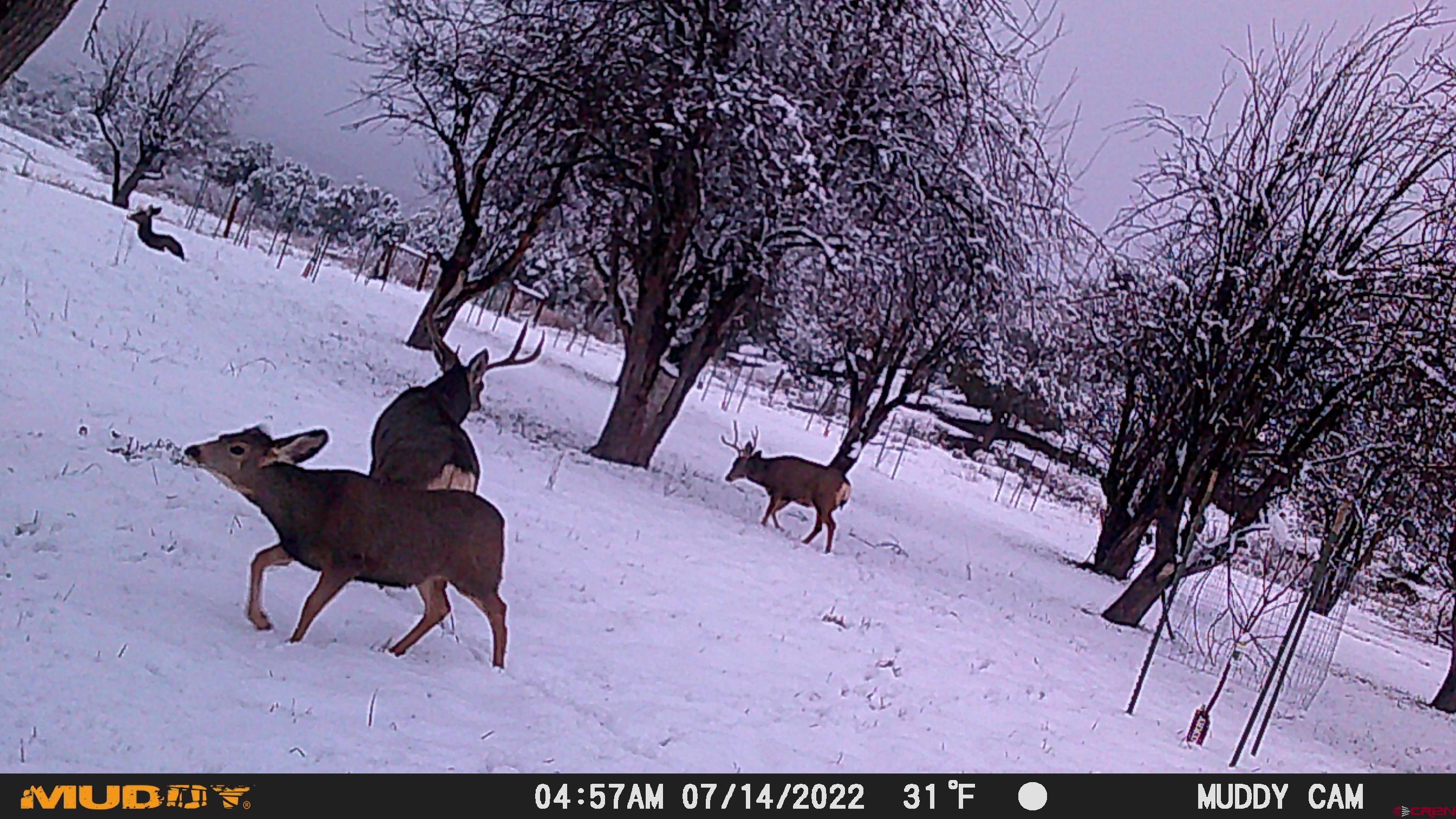 3115 Cr 973 Ignacio, CO 81137 - Photo 44 of 45 a view of yard with outdoor seating and trees
