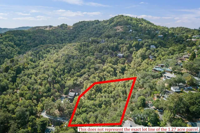 a view of a park with large trees and plants