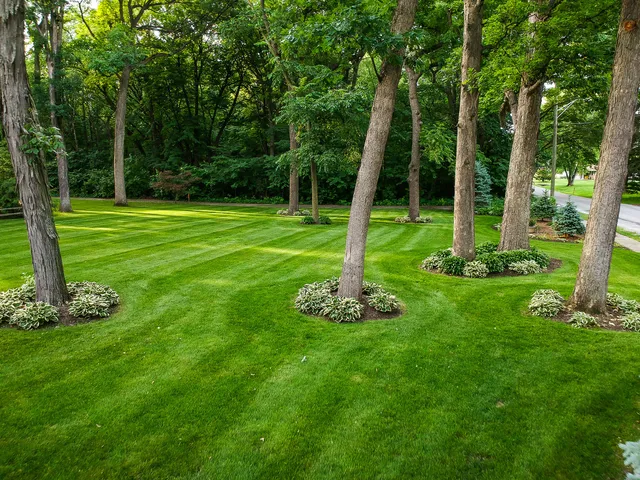 a view of a garden with a tree