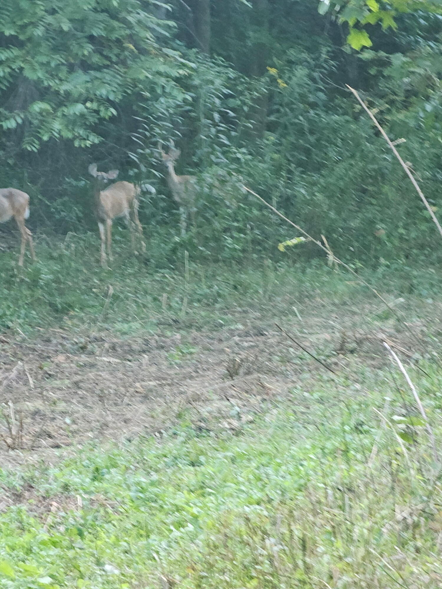 507 Nosco Road Junction City, KY 40440 - Photo 52 of 54 1000002533