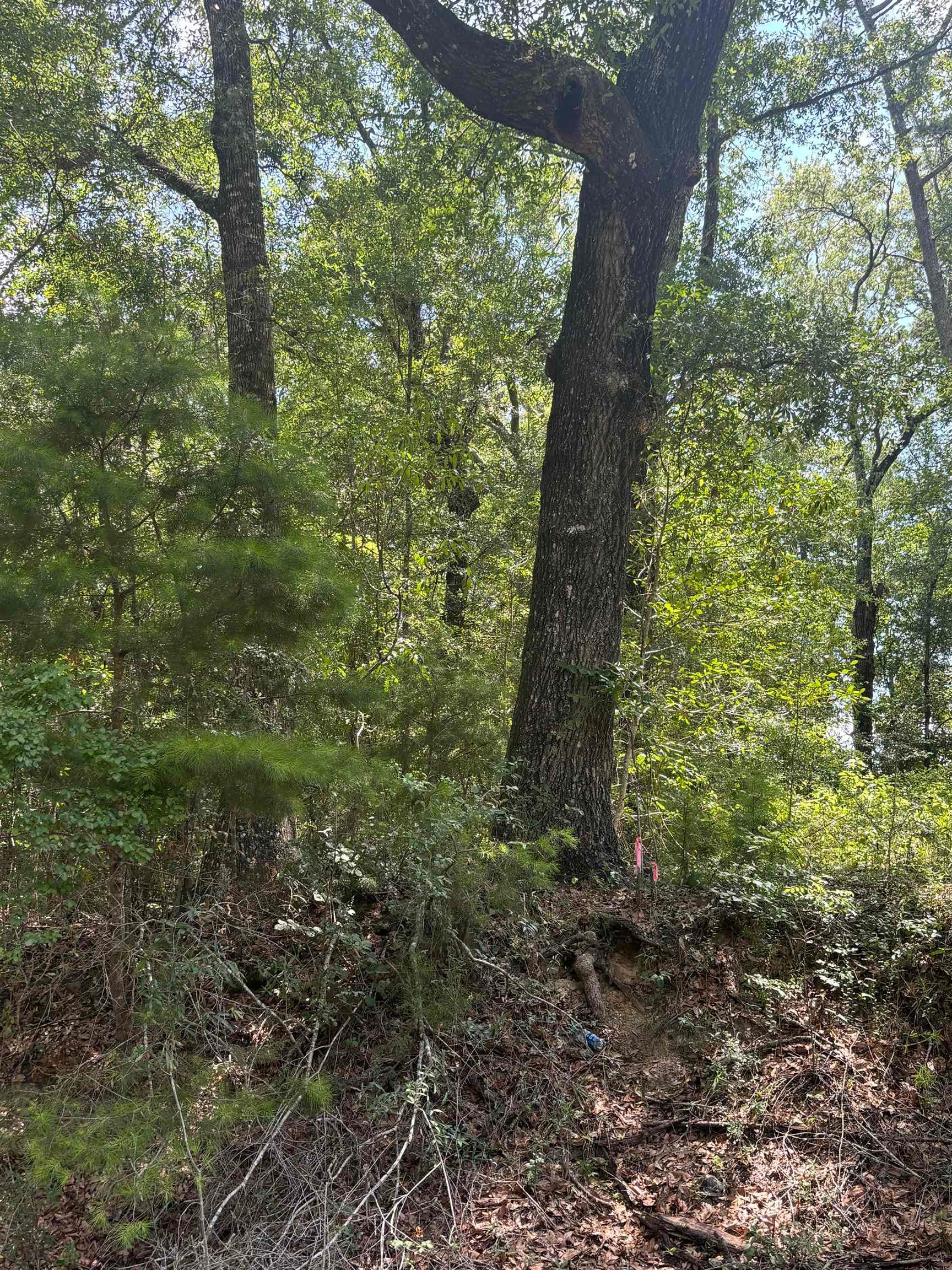 0 Greenbriar Loop Andalusia, AL 36421 - Photo 5 of 6 Gallery Image 5