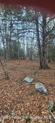 a view of a yard with trees