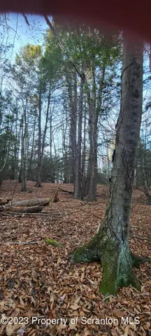 a view of a yard with plants and trees