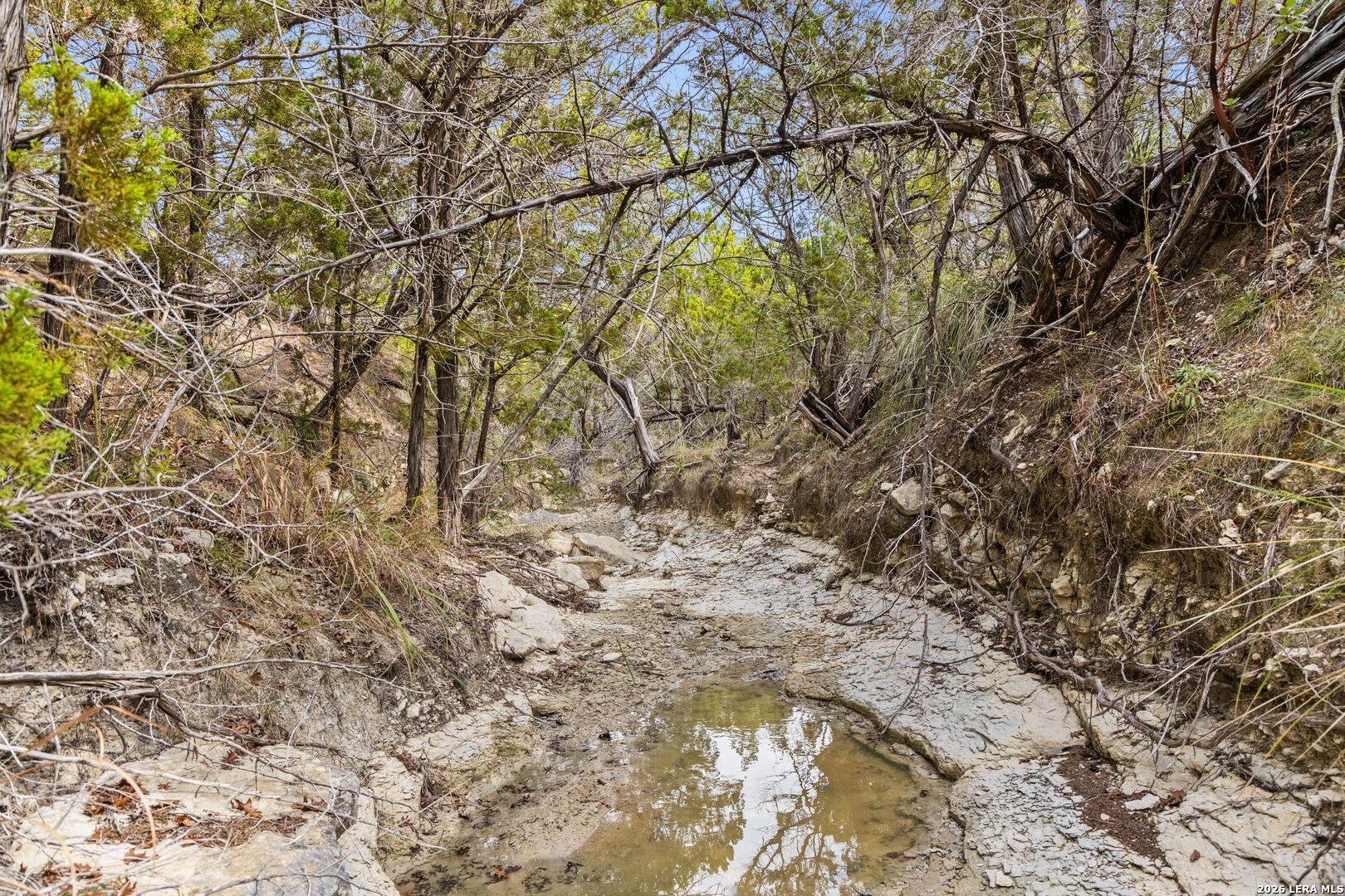 1600 Brushy Ridge Trail Blanco, TX 78606 - Photo 41 of 43 a view of a yard with a tree