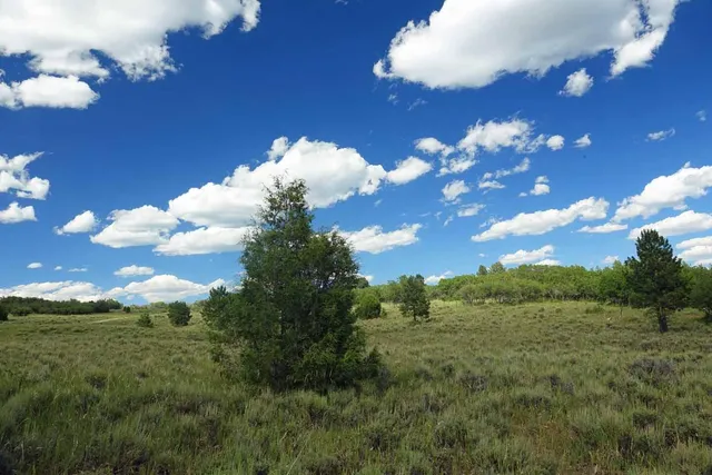 a view of a bunch of trees in middle of the green field