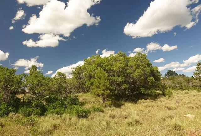 a view of a bunch of flowers