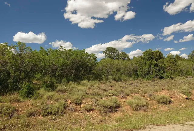 a view of a flower in a yard