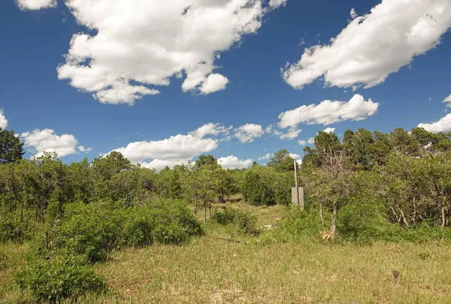 a view of a flower in a garden
