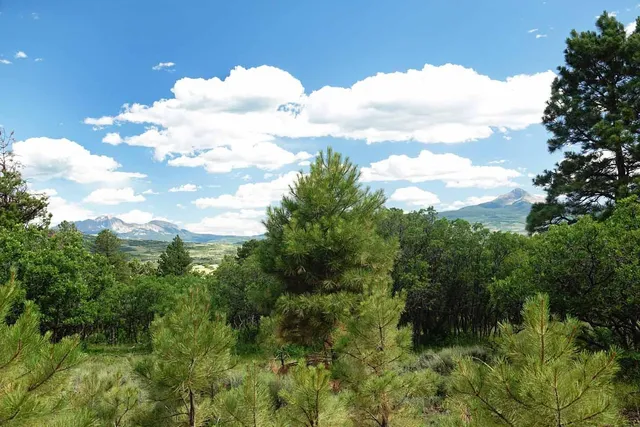 a view of a bunch of trees