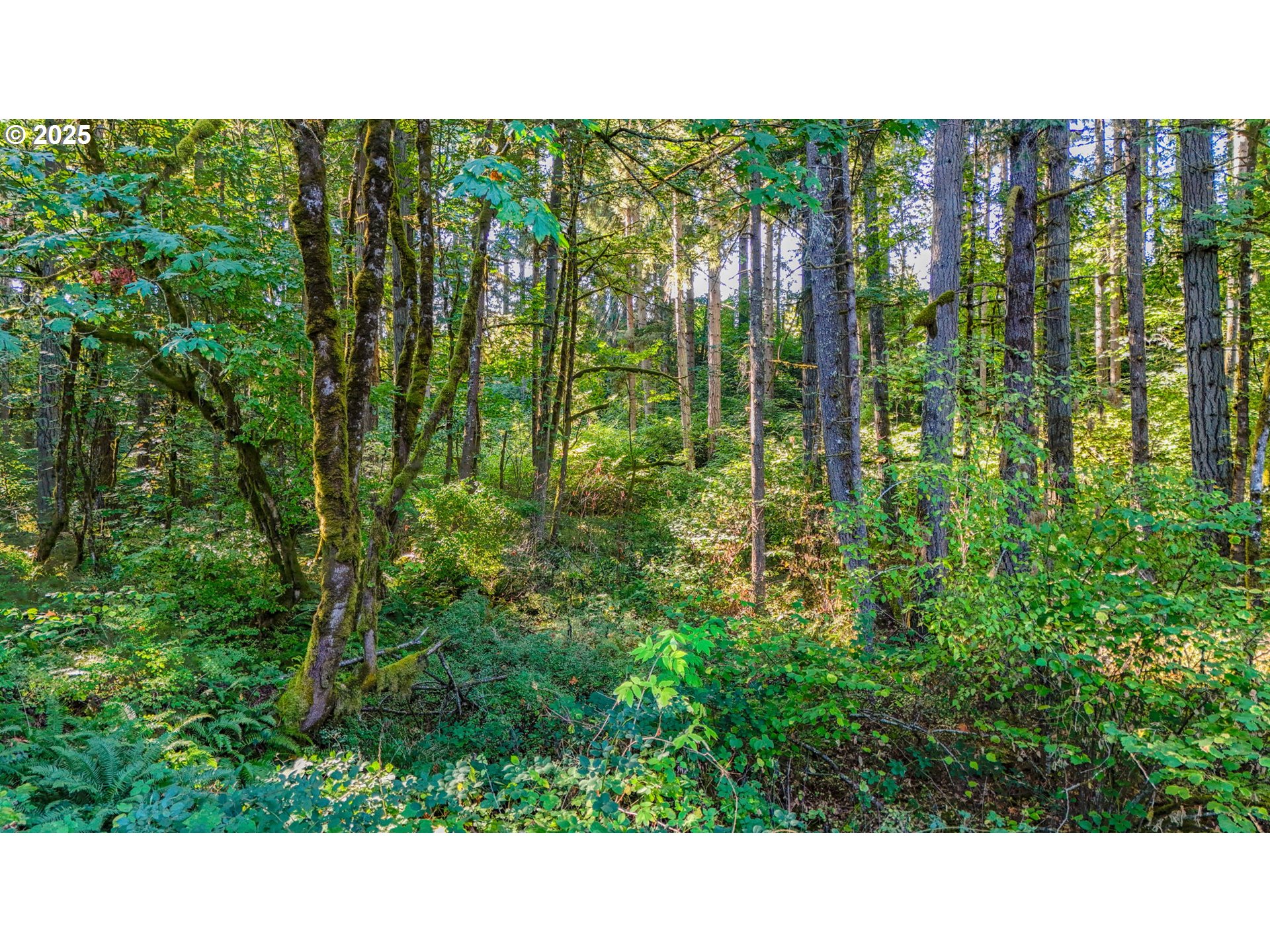0 South Latourette Road Oregon City, OR 97045 - Photo 18 of 33 a open area with trees in the background