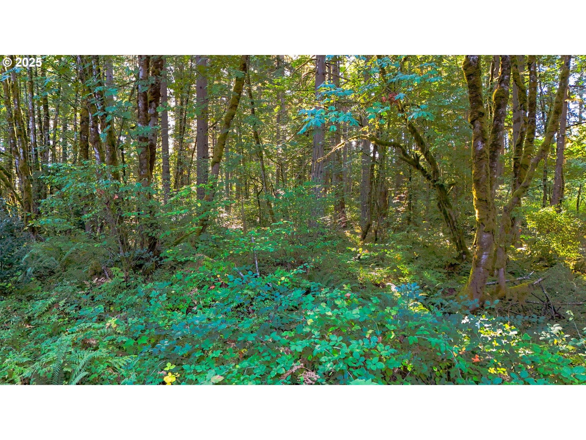 0 South Latourette Road Oregon City, OR 97045 - Photo 19 of 33 a open area with trees in the background