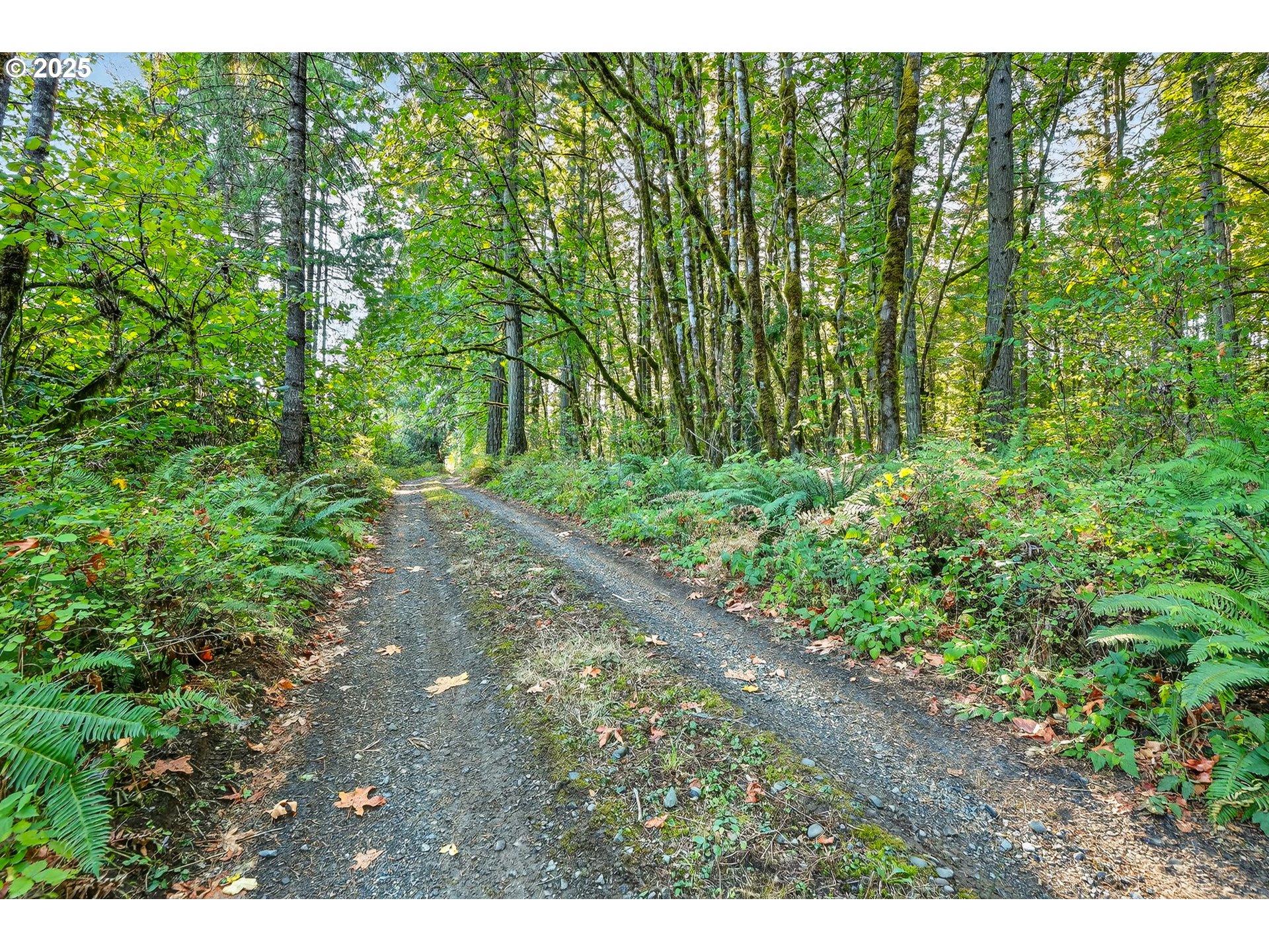 0 South Latourette Road Oregon City, OR 97045 - Photo 20 of 33 a view of a yard with plants and a bench