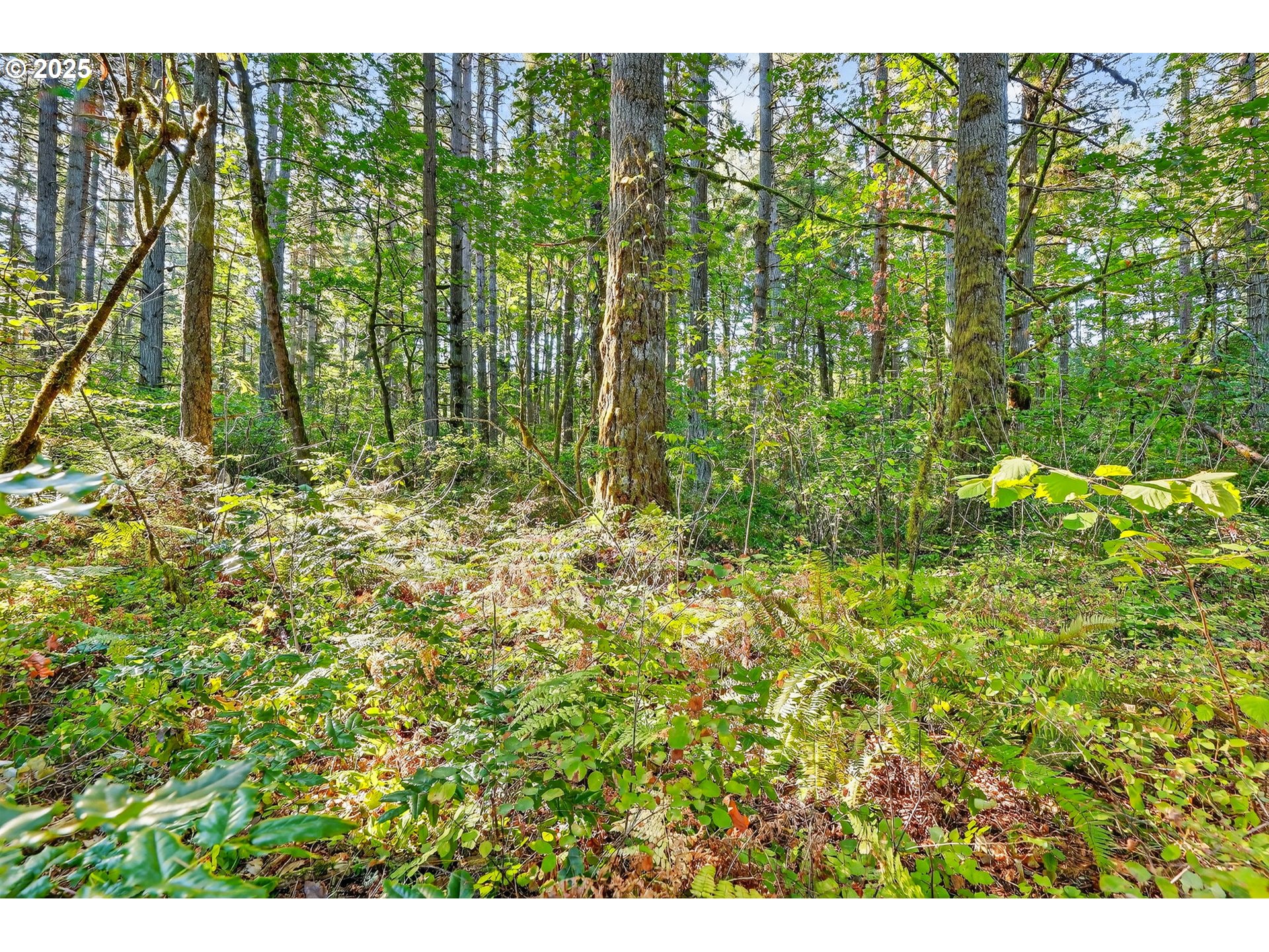 0 South Latourette Road Oregon City, OR 97045 - Photo 21 of 33 a view of a garden