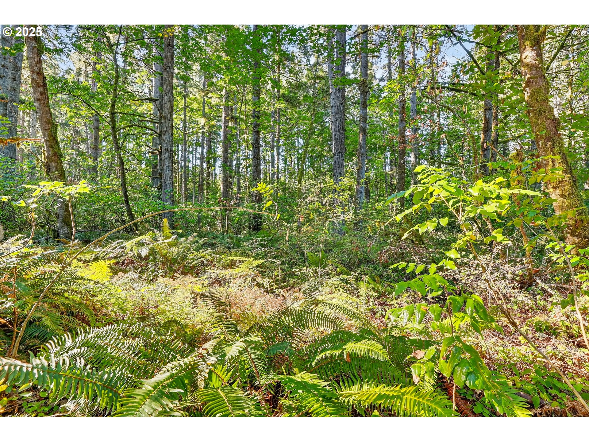0 South Latourette Road Oregon City, OR 97045 - Photo 22 of 33 a view of yard with green space