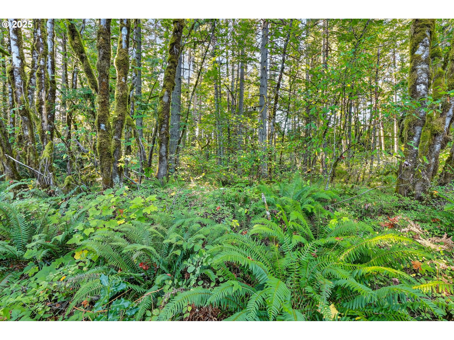 0 South Latourette Road Oregon City, OR 97045 - Photo 23 of 33 a view of a garden