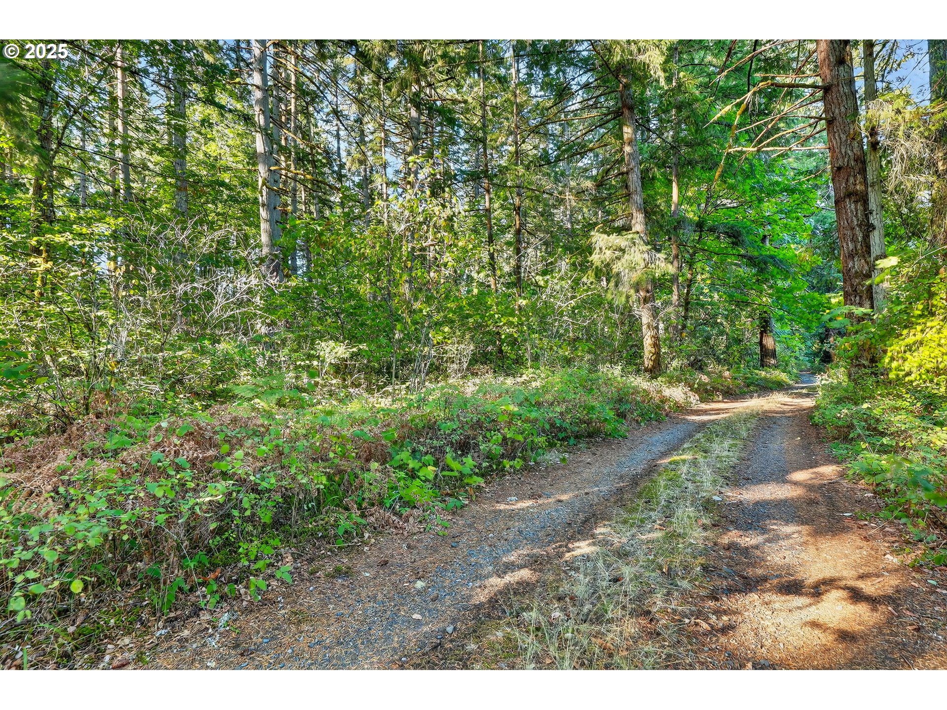 0 South Latourette Road Oregon City, OR 97045 - Photo 26 of 33 a view of a yard with plants and a bench