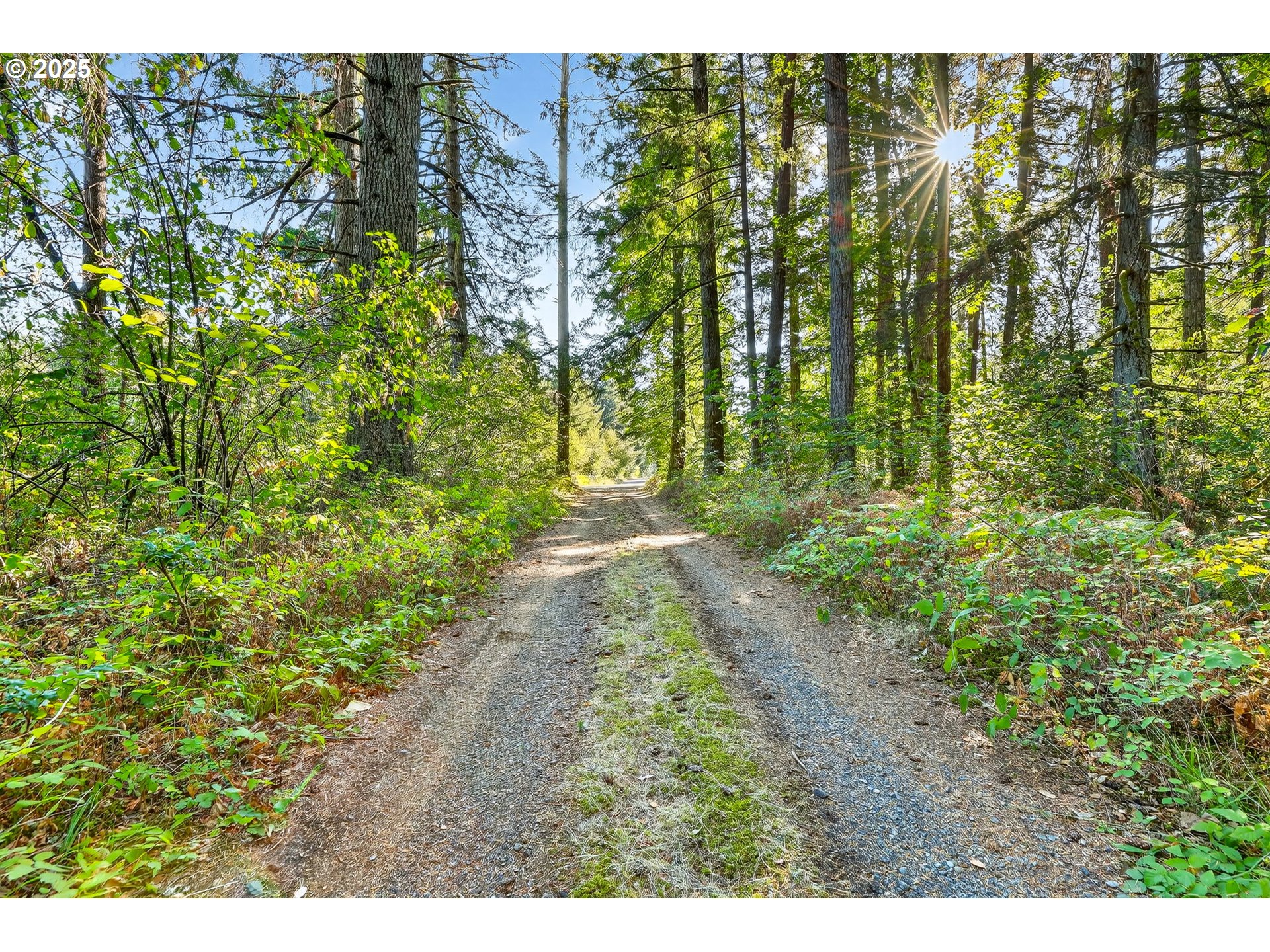 0 South Latourette Road Oregon City, OR 97045 - Photo 33 of 33 a view of a yard with plants and large trees