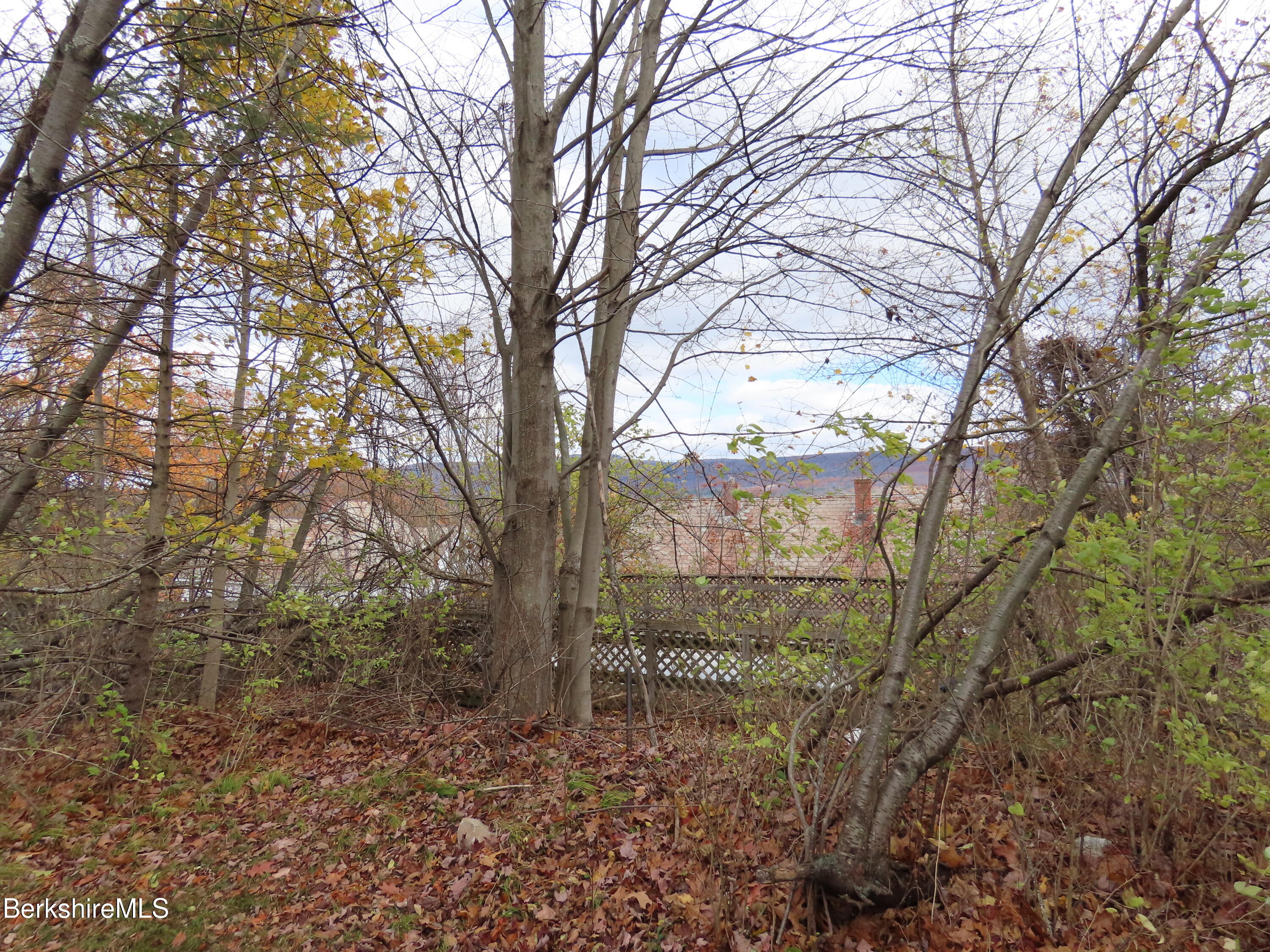 0 Whitman Street North Adams, MA 01247 - Photo 10 of 15 a large tree in the middle of forest