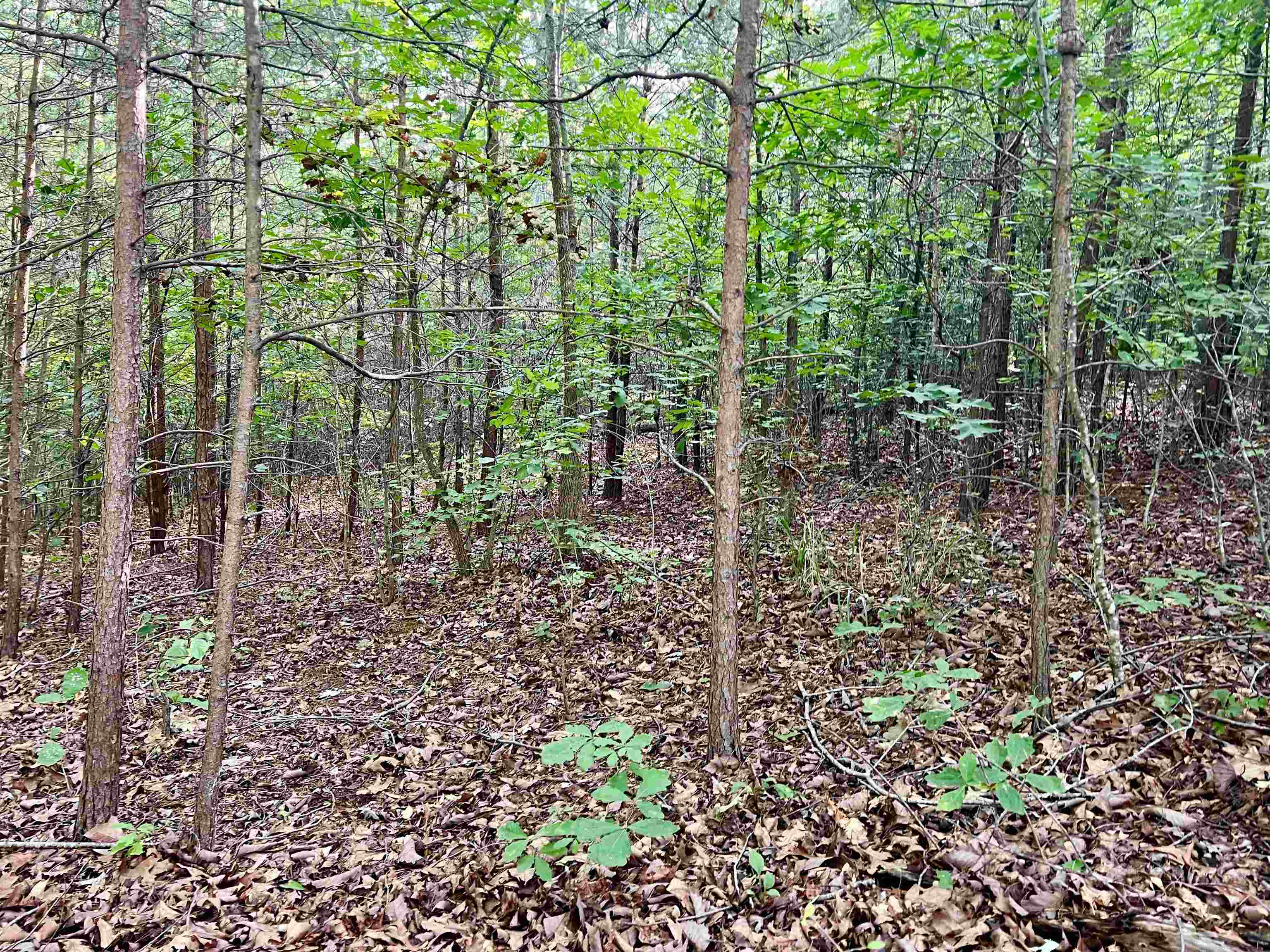 0 Goforth Road Landrum, SC 29356 - Photo 2 of 6
