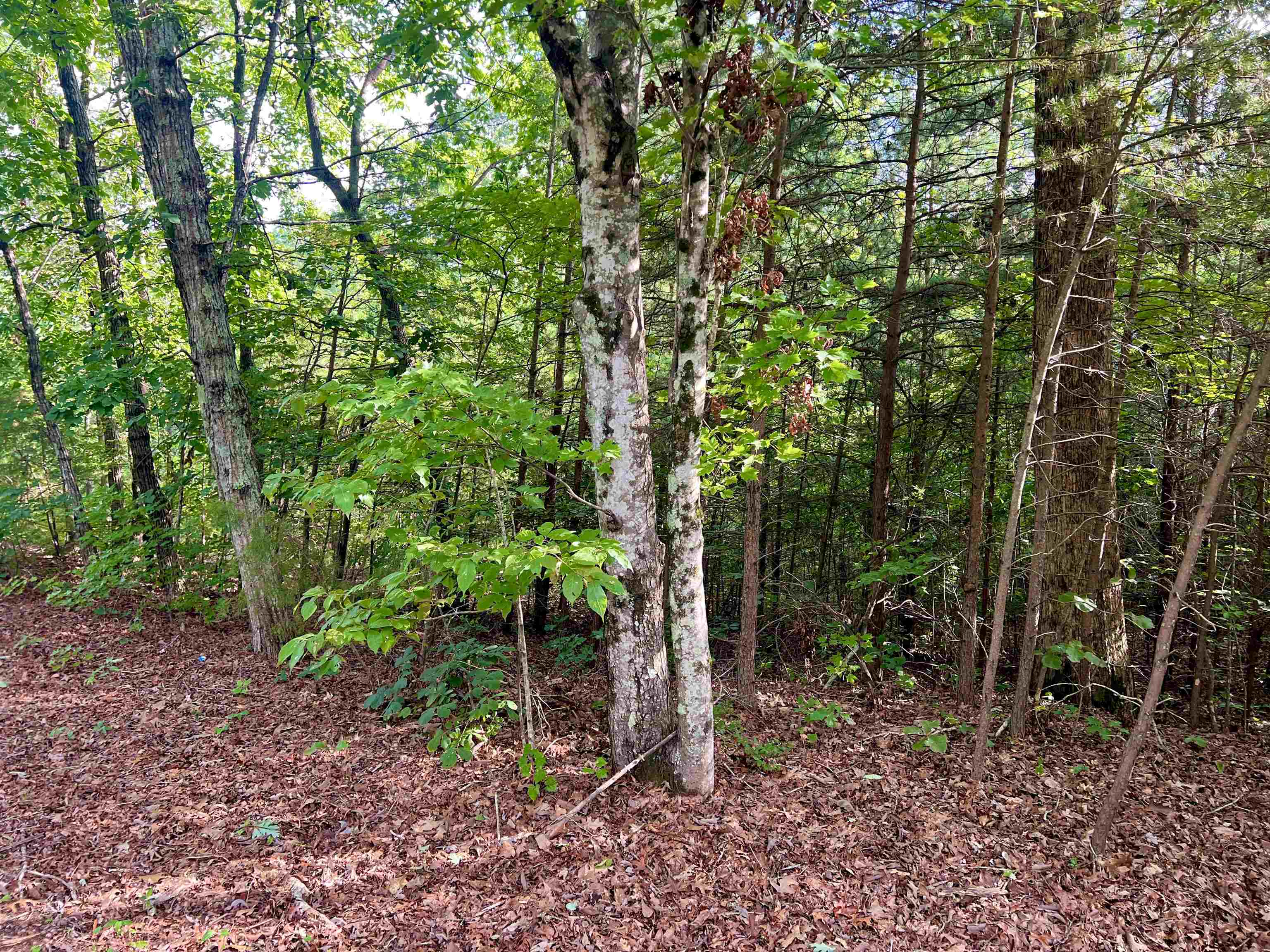 0 Goforth Road Landrum, SC 29356 - Photo 3 of 6