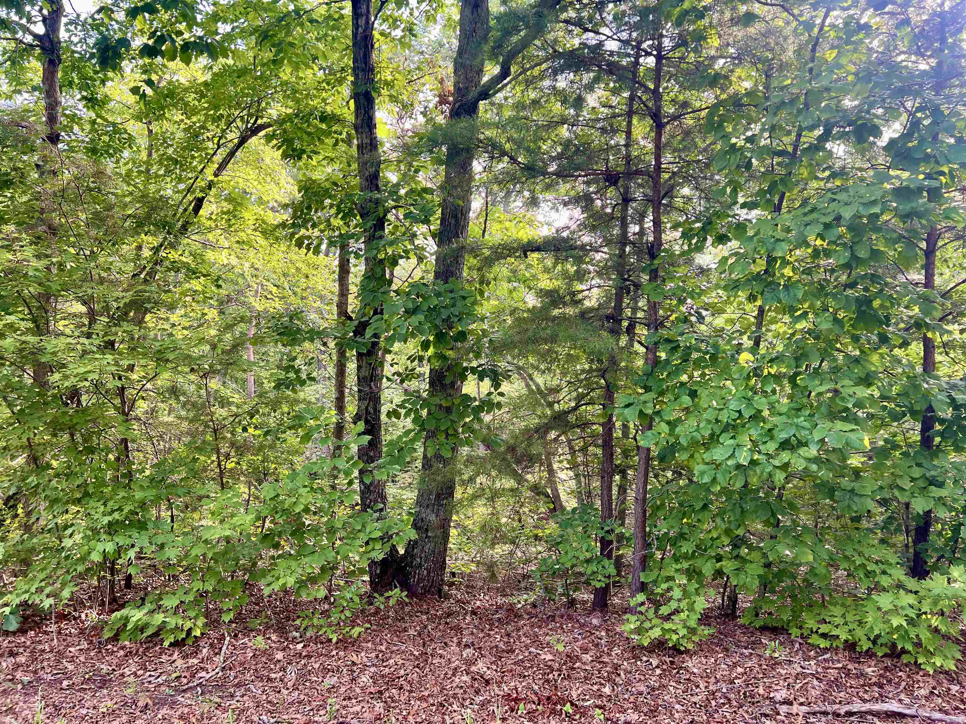 0 Goforth Road Landrum, SC 29356 - Photo 4 of 6