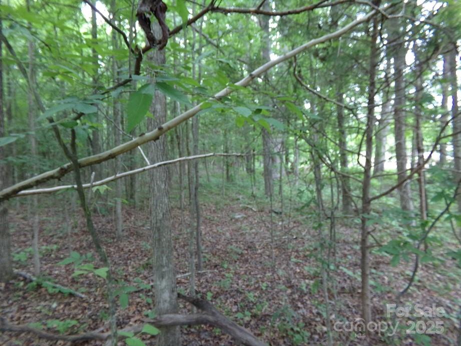 1.5-ac Pinckney Road Chester, SC 29706 - Photo 4 of 8 a view of a forest with a tree