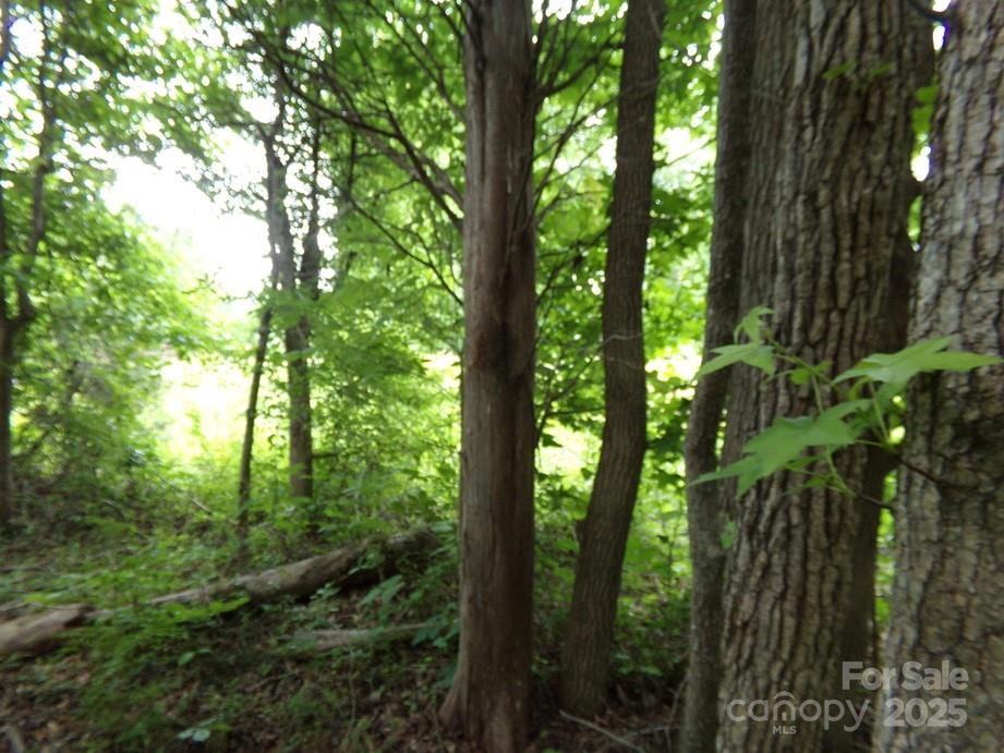 1.5-ac Pinckney Road Chester, SC 29706 - Photo 5 of 8 a view of forest