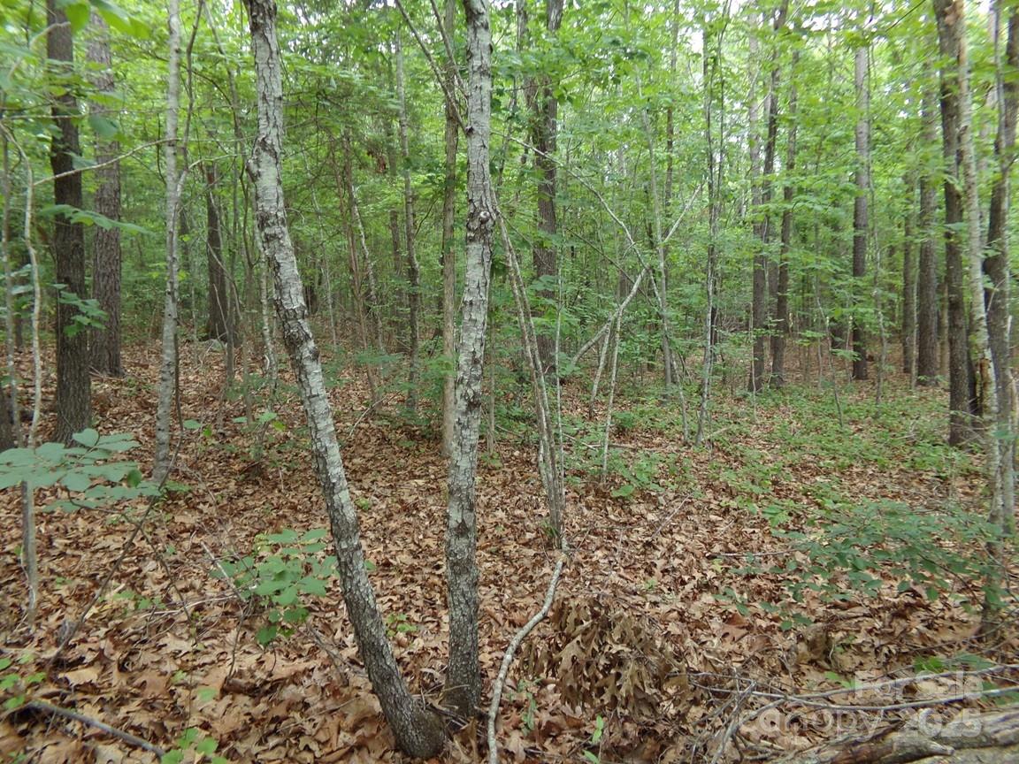 1.5-ac Pinckney Road Chester, SC 29706 - Photo 8 of 8 a view of a forest with trees and bushes