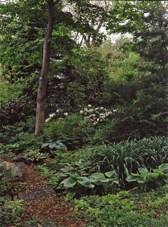 46 Suffolk Road Newton, MA 02467 - Photo 5 of 7 a view of a forest